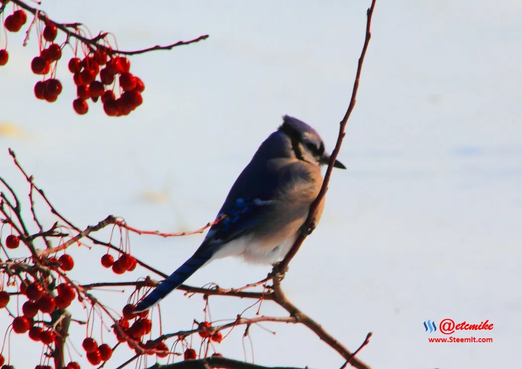 Blue Jay IMG_0133.JPG