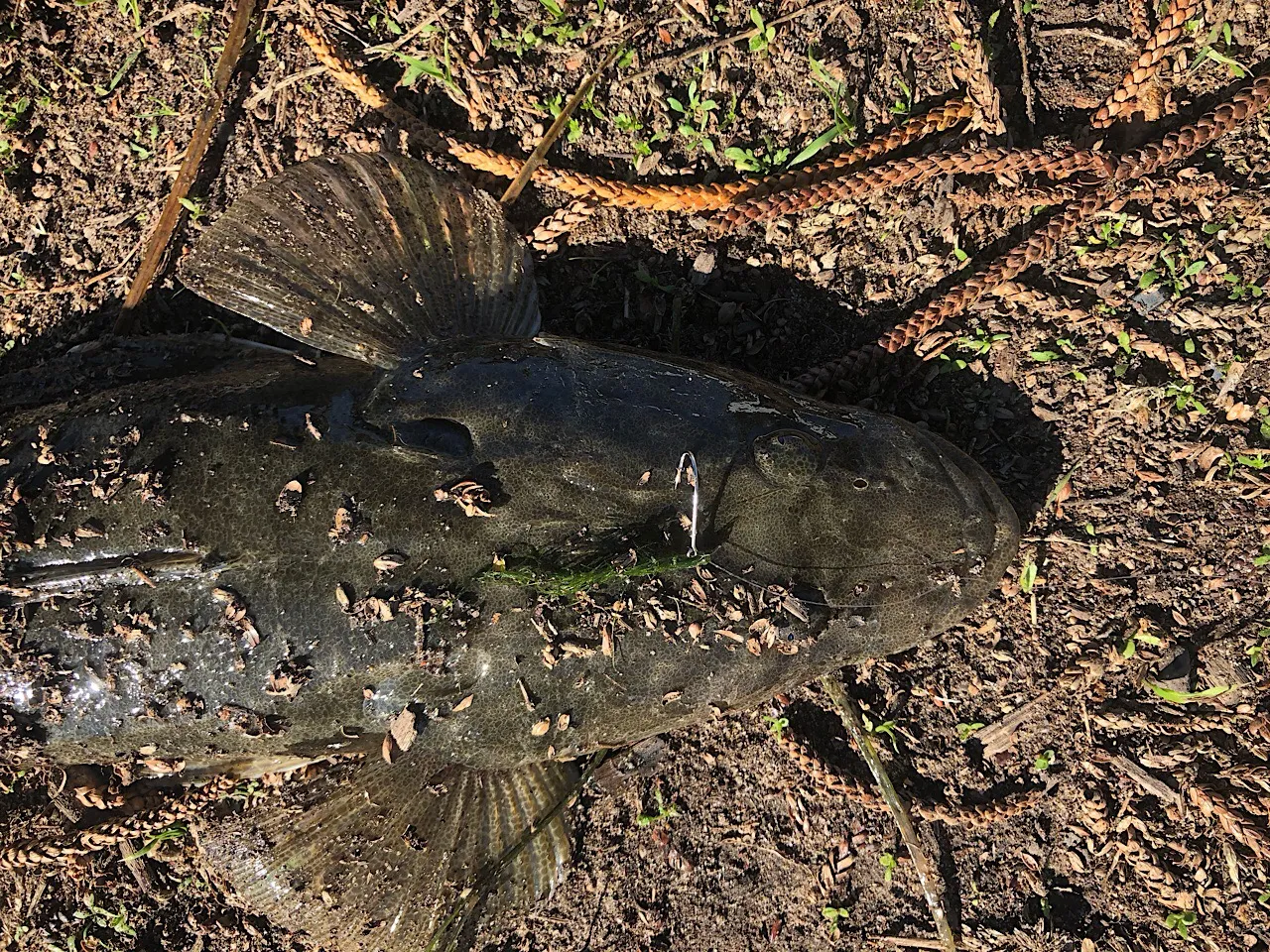 Flathead caught on Blackfish seaweed