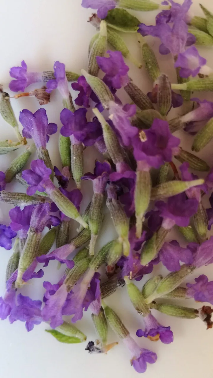 Lavender.jpg