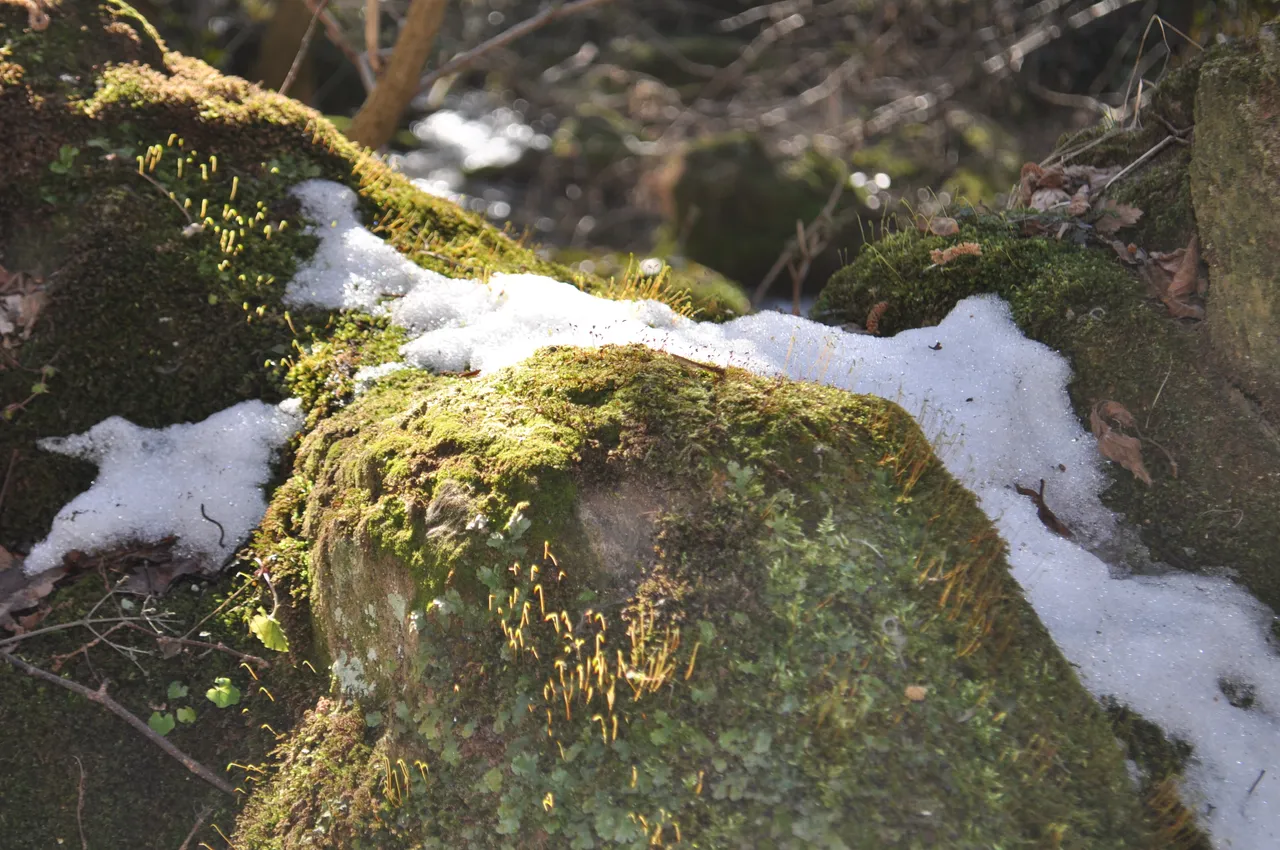DSC_0180.JPG