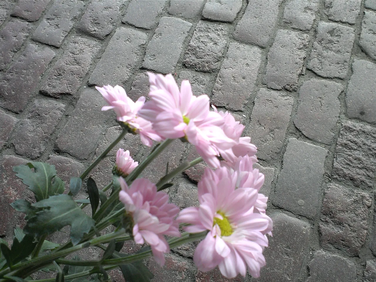 CAM01484.jpg