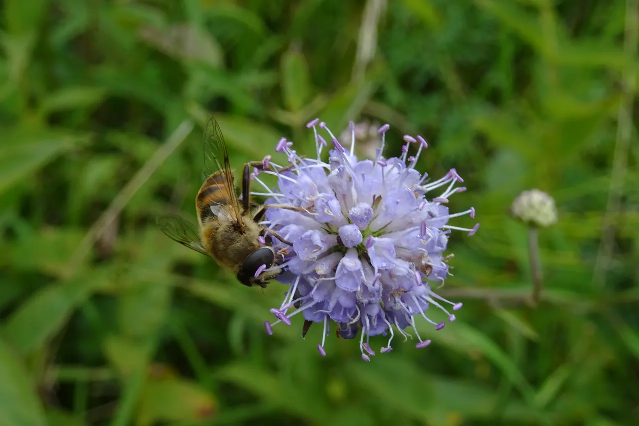 DSC08795.JPG