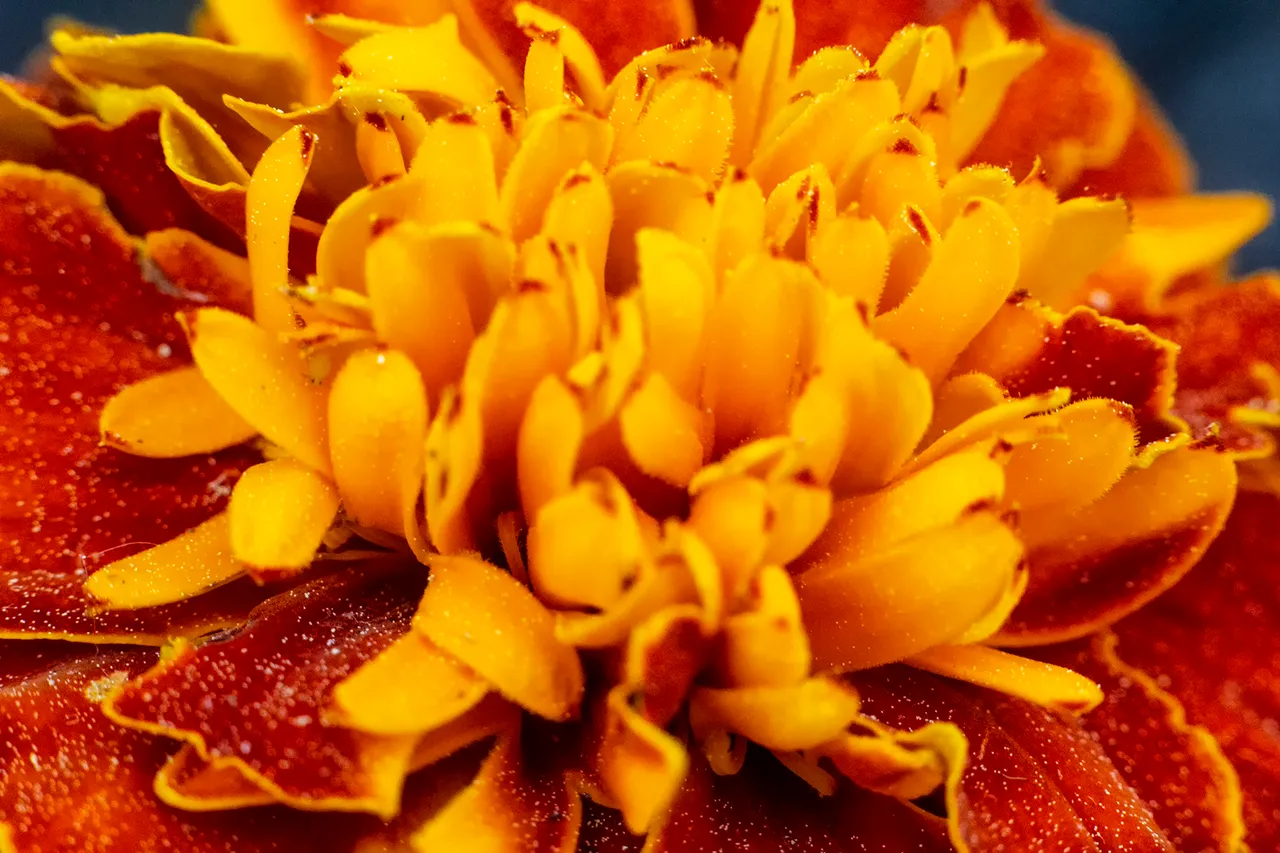 Marigold.jpg