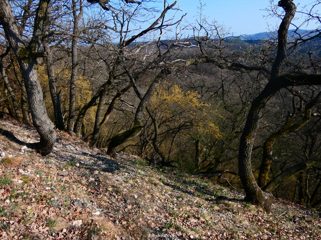P1230733.JPG