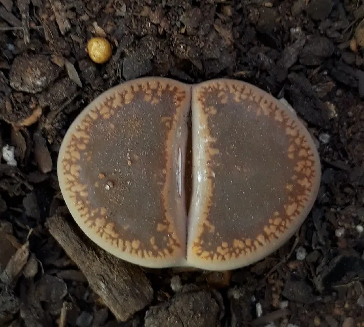 Lithops5.jpg