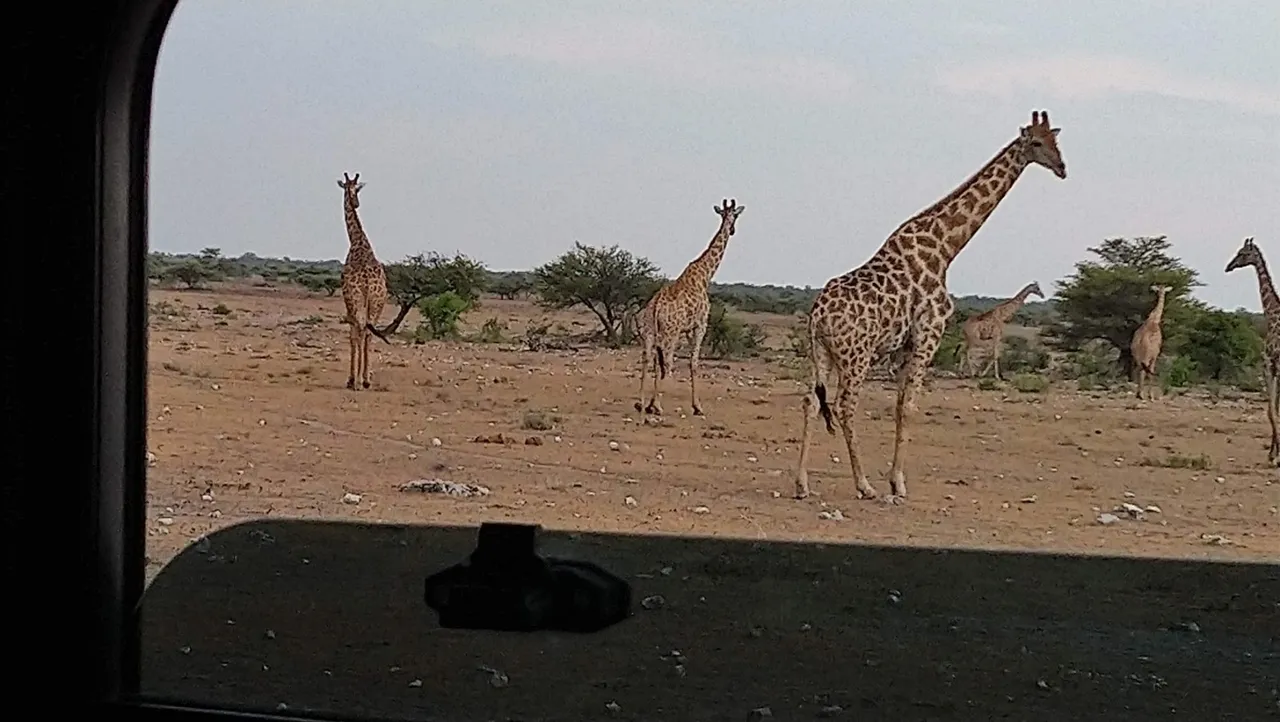 giraffes.jpg