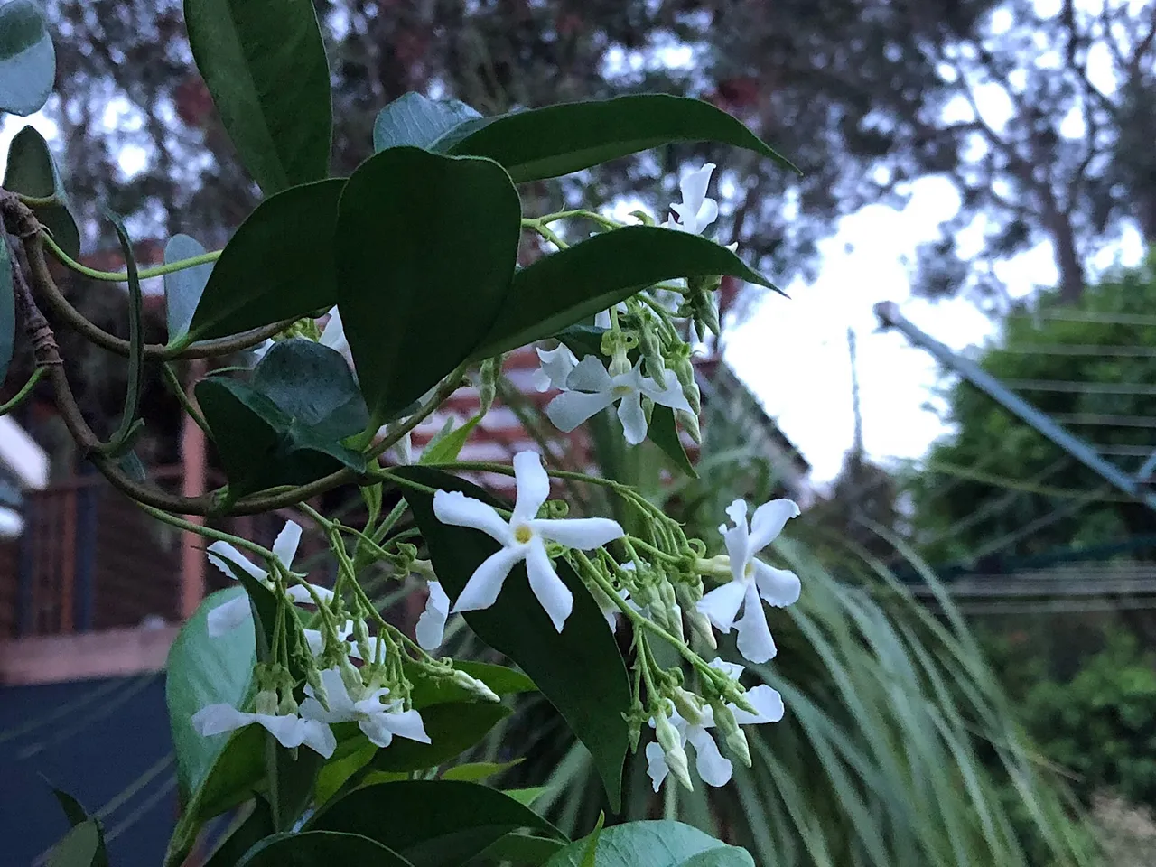 Star Jasmine flowers