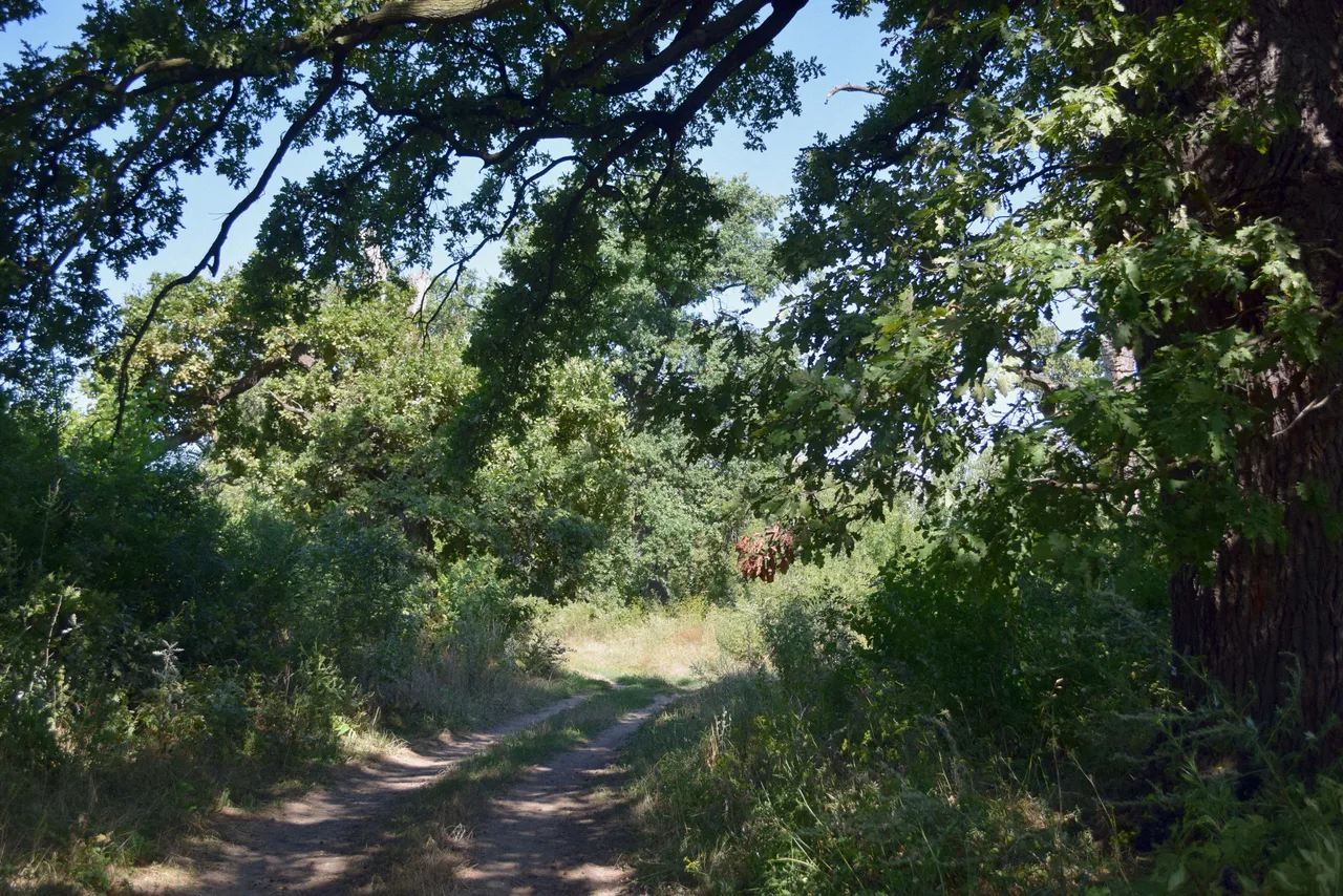 DSC_2411.jpg