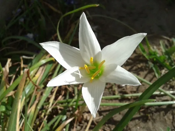 Flor 2.jpg