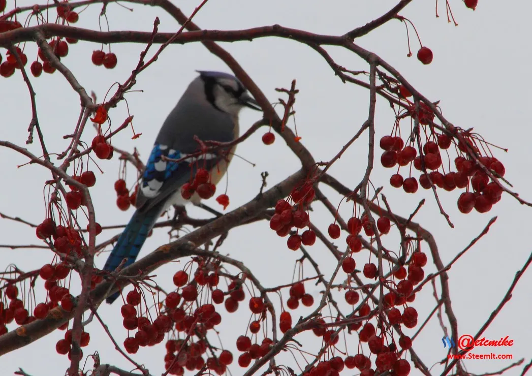 Blue Jay IMG_0016.JPG