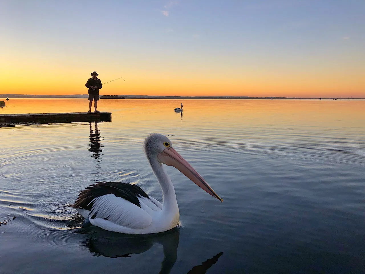 The Pelican and the Fisherman at sunset
