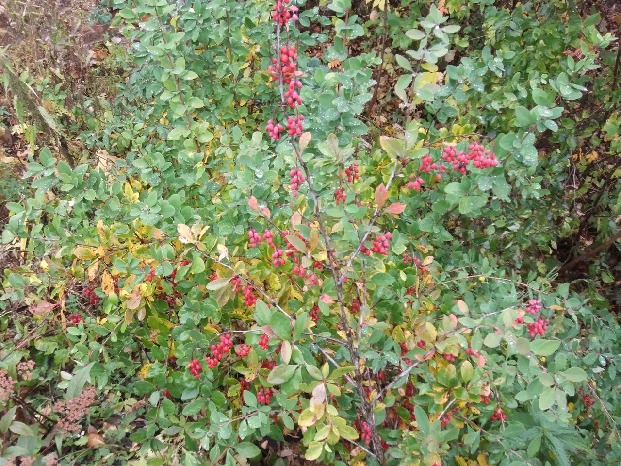 DSCF4431.JPG