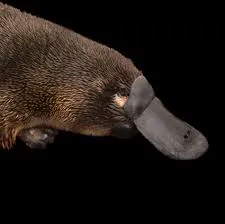 platypus.jpg