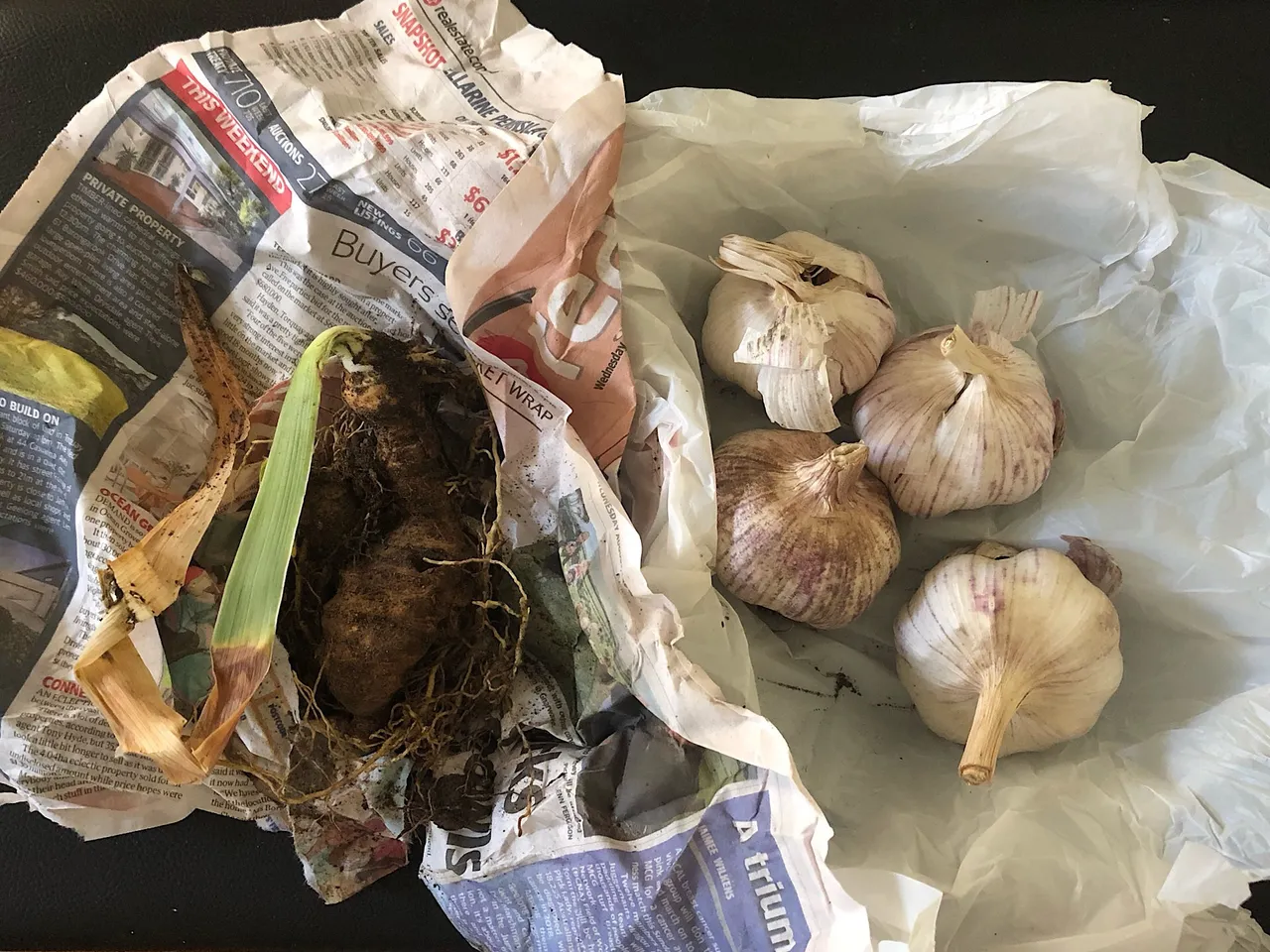 Organic Garlic & Iris bulb