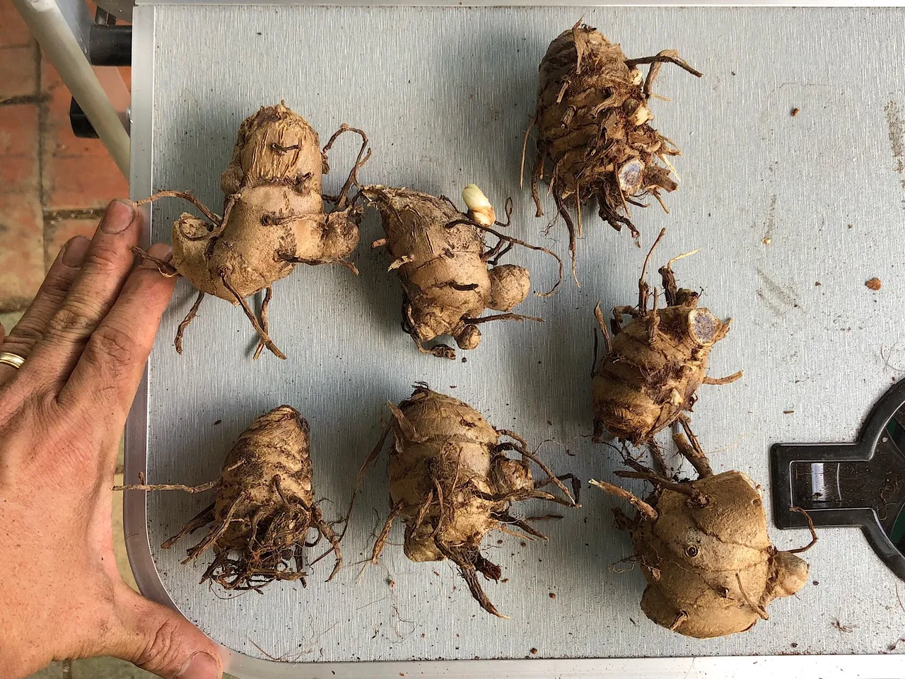 Black Turmeric Curcuma caesia rhizomes