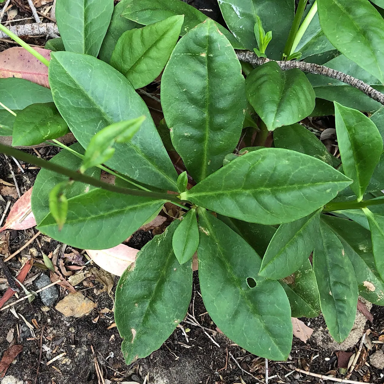 Talinum paniculatum