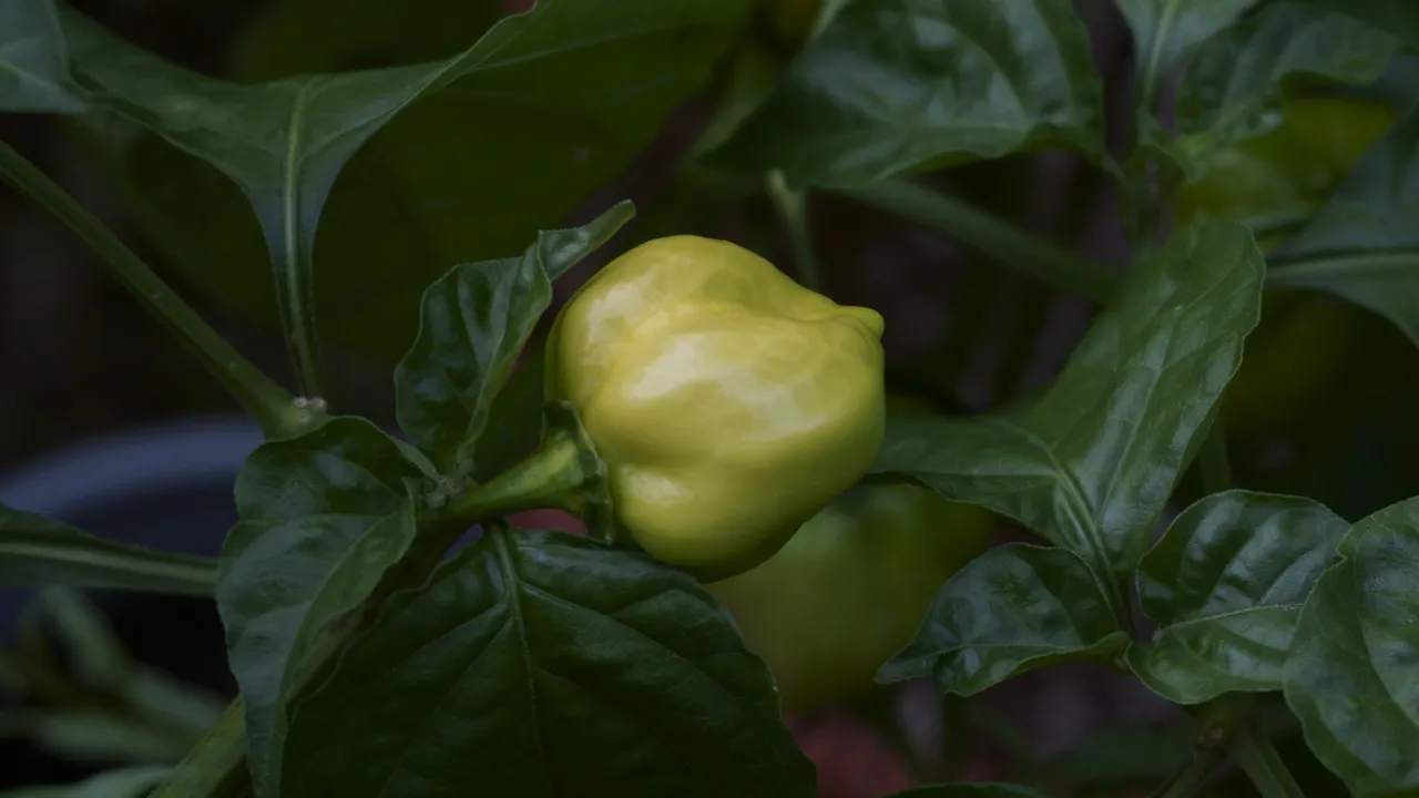 Habanero.JPG