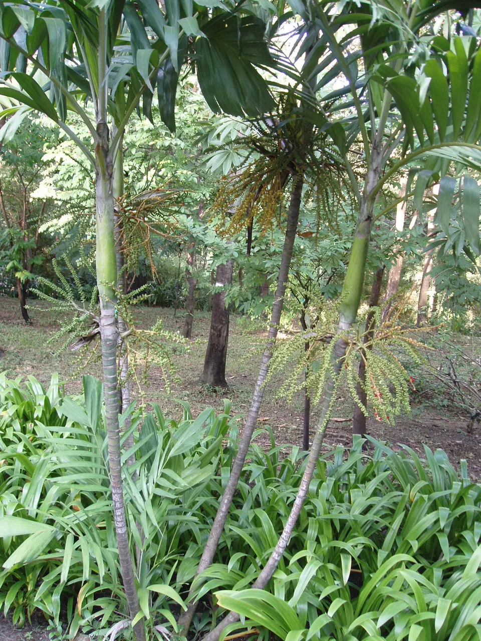 Queen Sirikit Park - Betel-nut