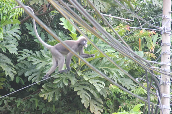 Monkey11.jpg