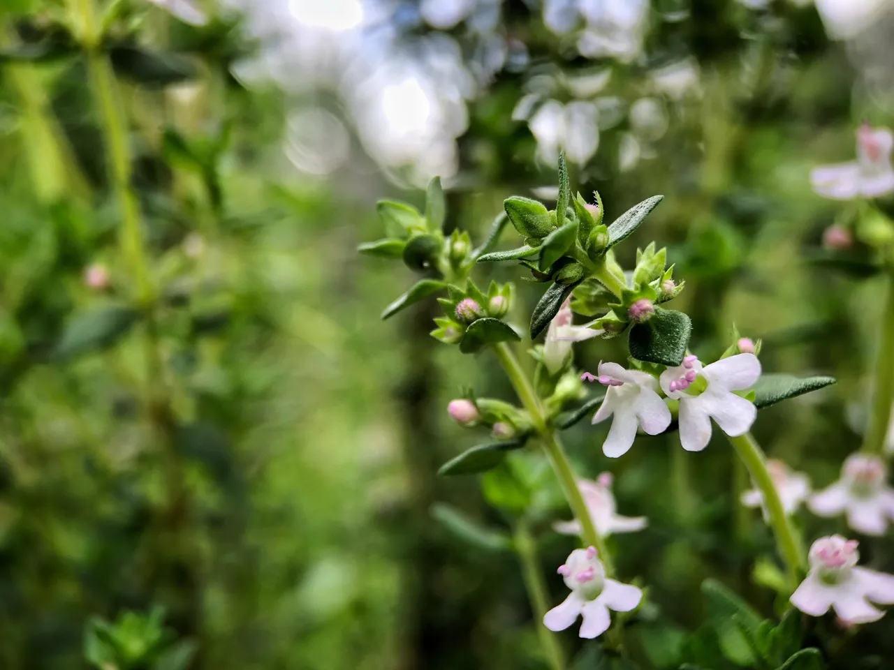 Macro photograph of thyme leaves and flowers