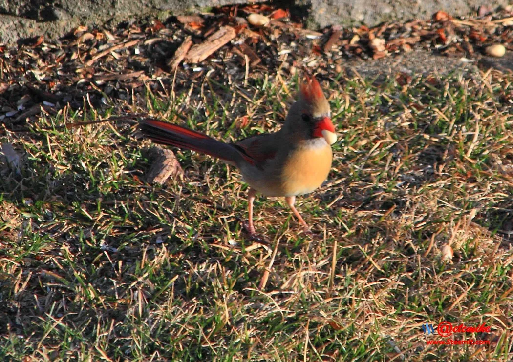 Northern Cardinal IMG_0135.JPG