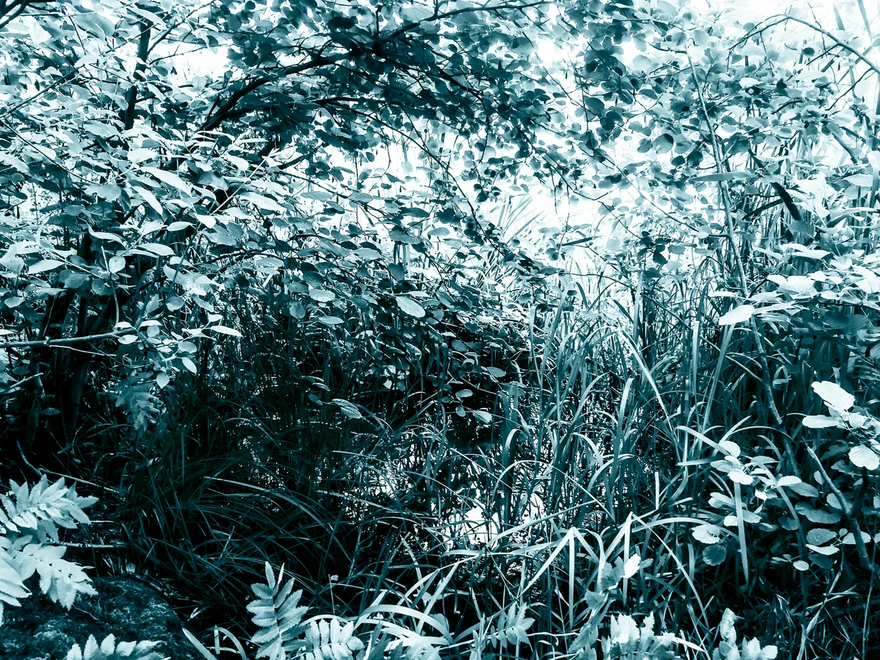 IMG_6309.jpg