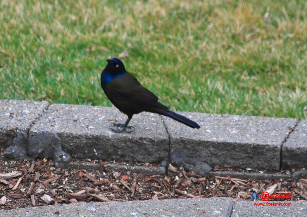 Common Grackle IMG_0259.JPG