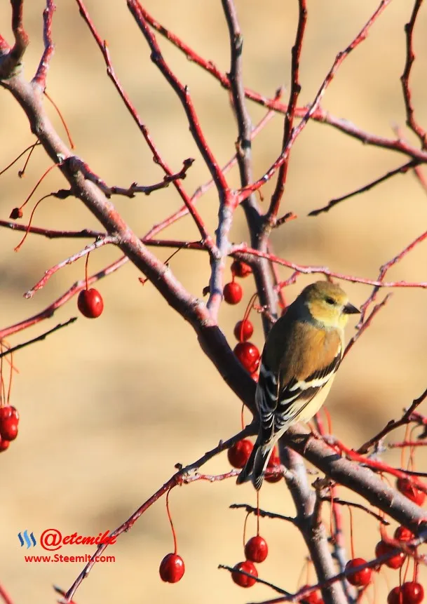 American Goldfinch IMG_0011.JPG