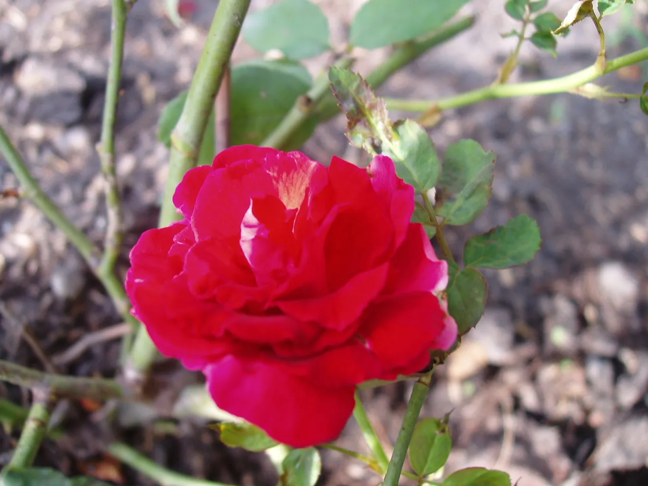 Queen Sirikit Park - roses