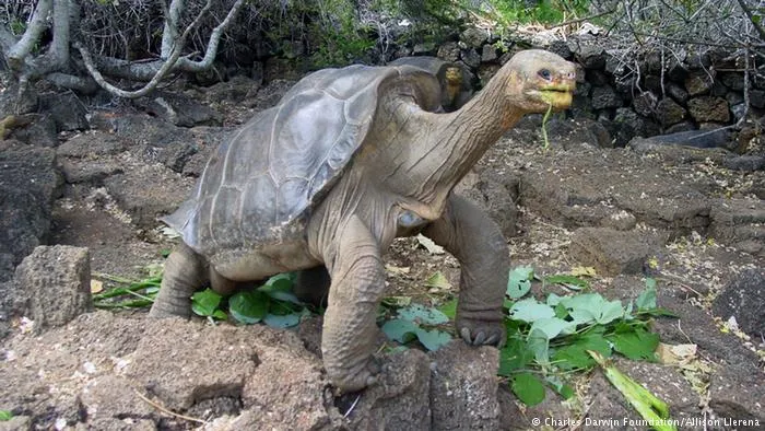 tortuga1.jpg