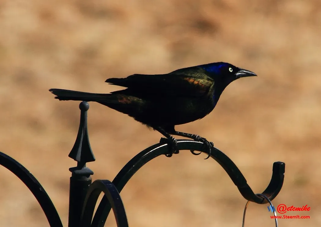 Common Grackle IMG_0106.JPG