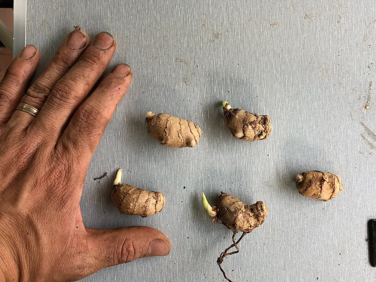 Black Turmeric Curcuma caesia sprouting rhizomes