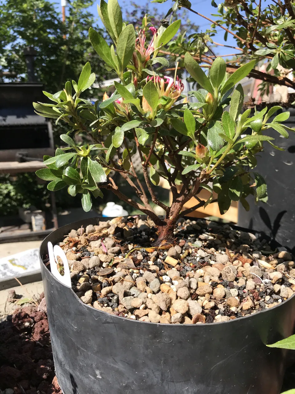 16pruned.jpg