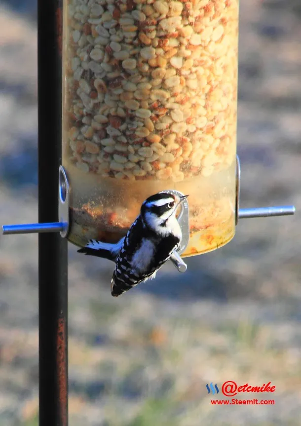 Downy Woodpecker IMG_0022.JPG