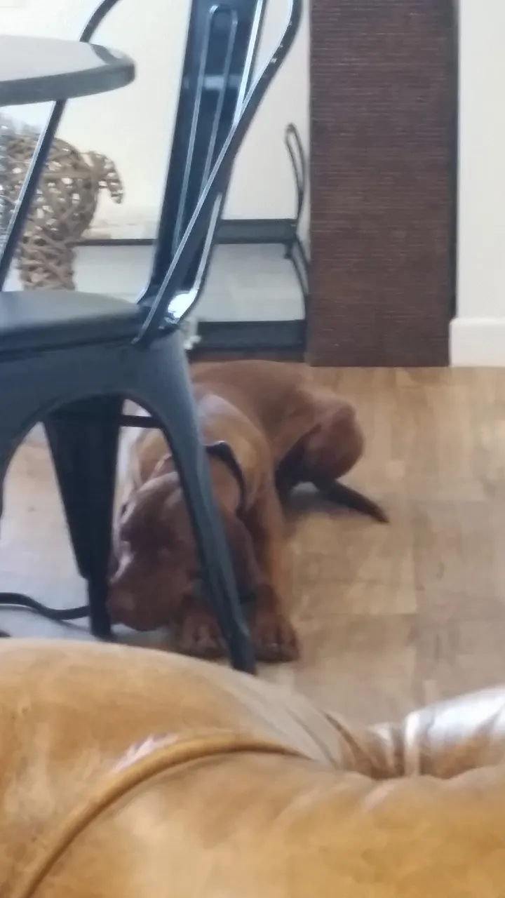 jan2dog2.jpg