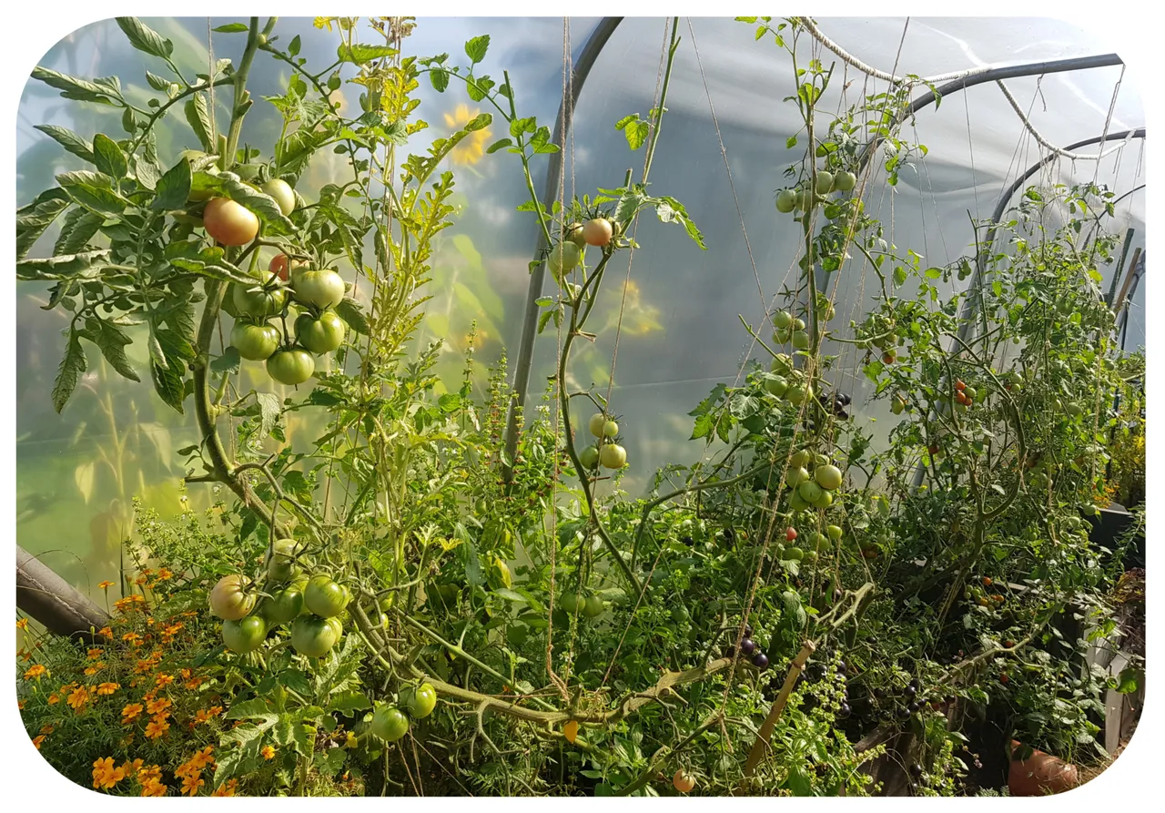 tomatoes.jpg