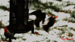 PFW01-45.gif