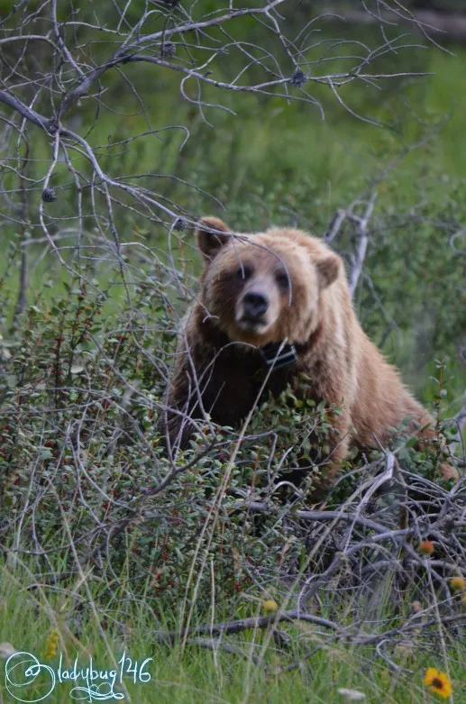grizzly1.jpg