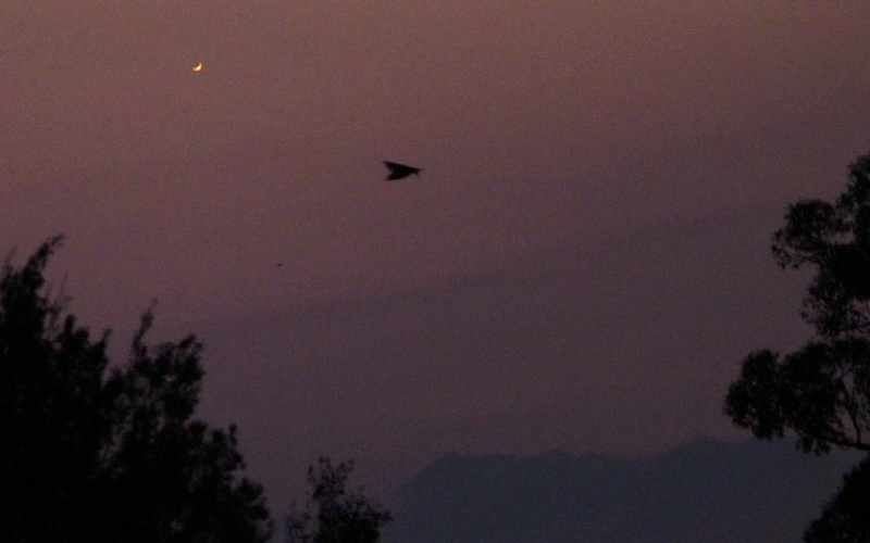 PA220028.gif