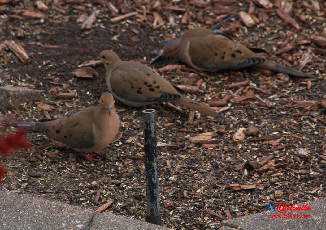 Mourning Dove IMG_0100.JPG