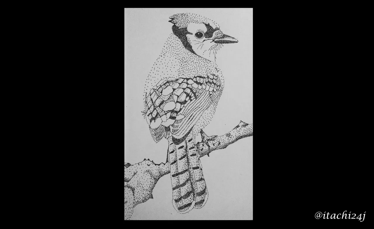 bird 1.jpg
