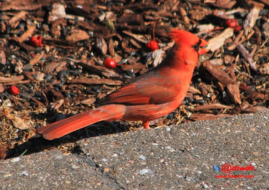 Northern Cardinal IMG_0149.JPG