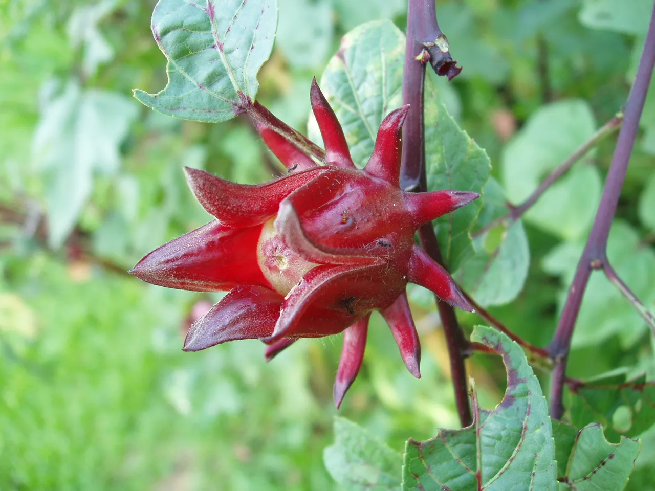 Queen Sirikit Park - Roselle