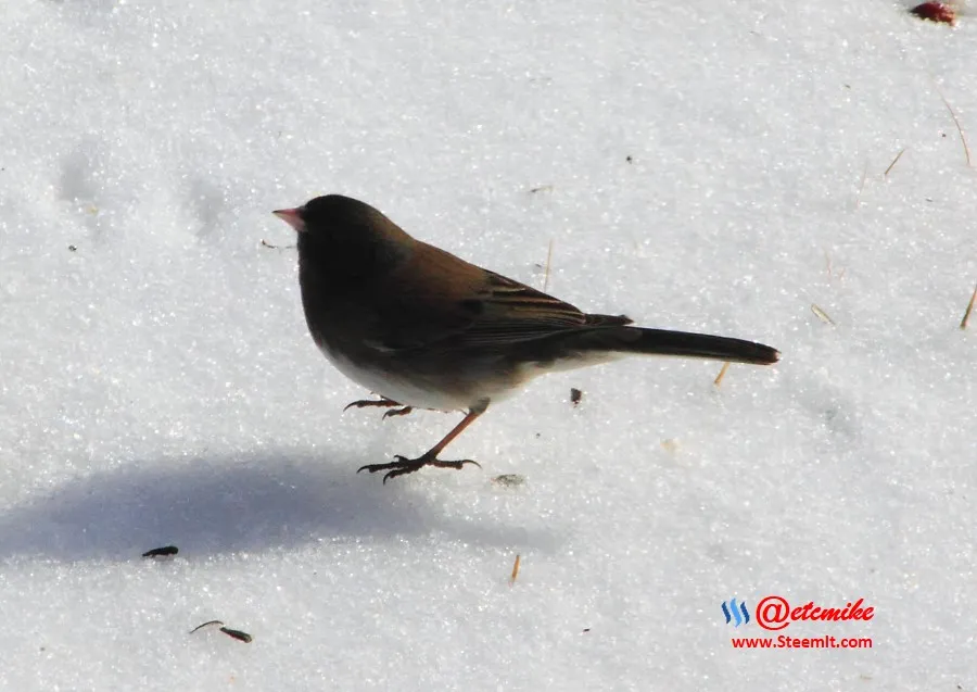 Dark-eyed Junco IMG_0066.JPG