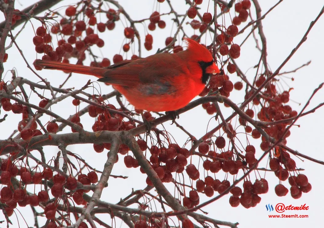 Northern Cardinal IMG_0042.JPG