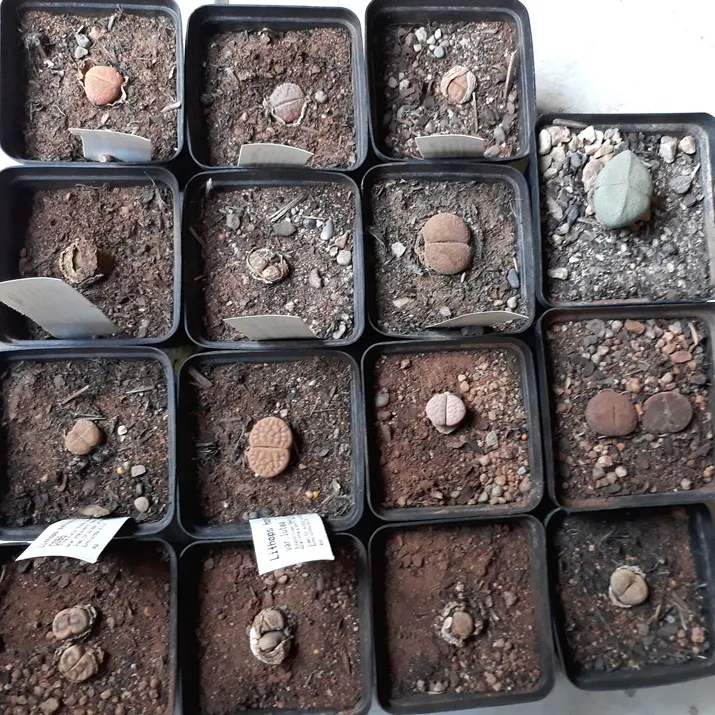 lithops1.jpg