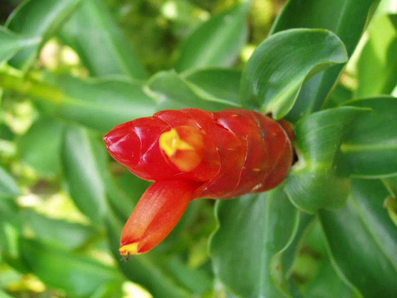 Queen Sirikit Park - flower