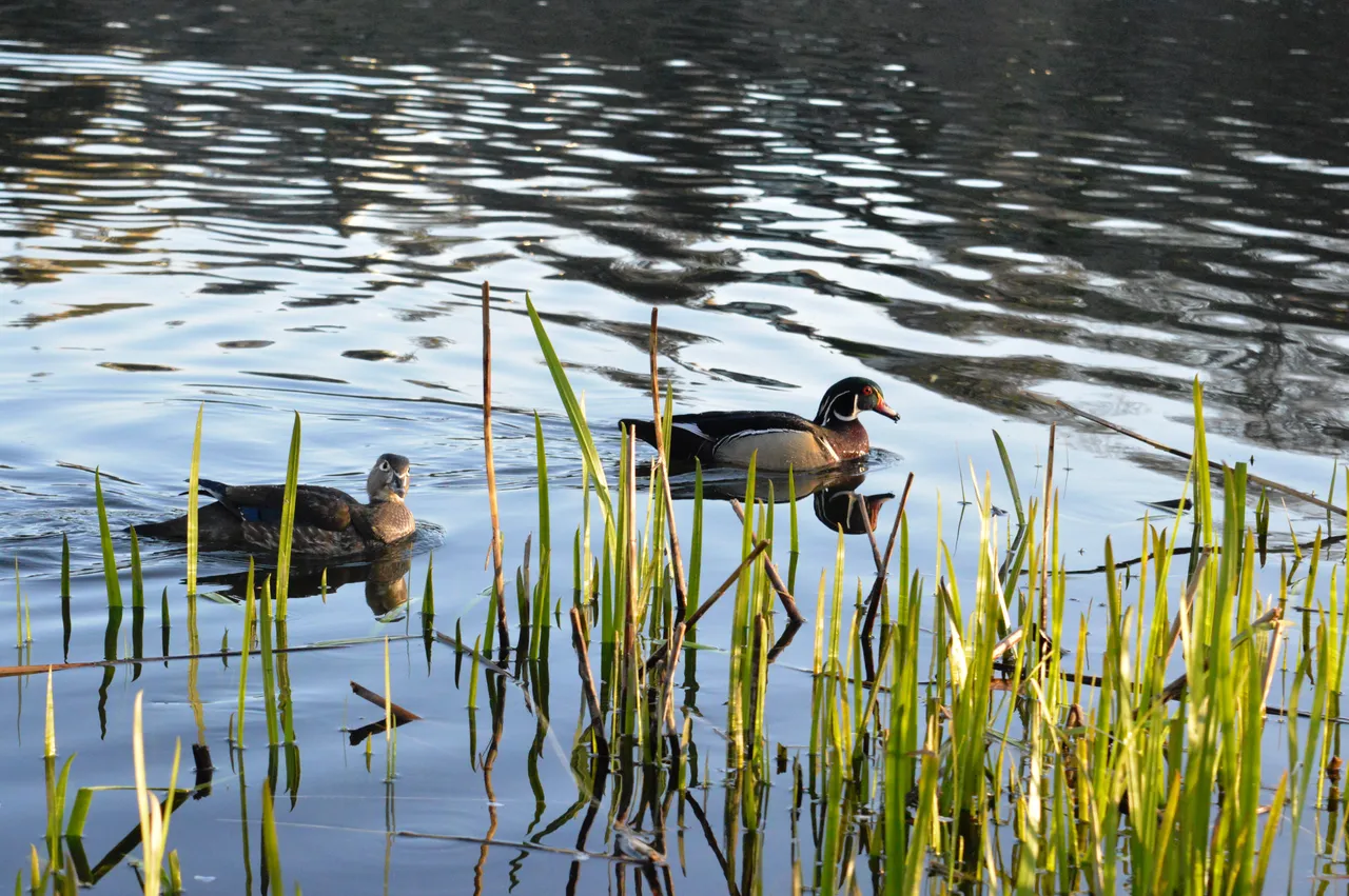 DSC_0975.JPG
