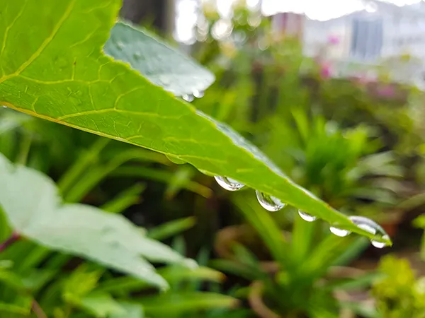 Plants01.jpg