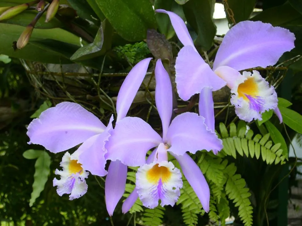 orquidea.jpg